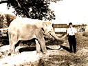 Elefantenunfall (1929)