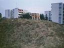 Kuh im Eichrain (1992)