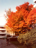 Bäume in Seebach (1983)