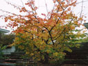 Bäume in Seebach (1998)