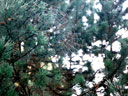 Bäume in Seebach (1995)